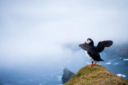 Behind the Lens: AukCliff Partners with Award-Winning Puffin Photographer Kevin Morgans