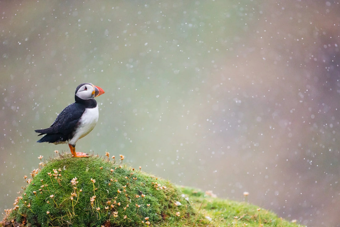 Atlantic puffin portrait by Kevin Morgans