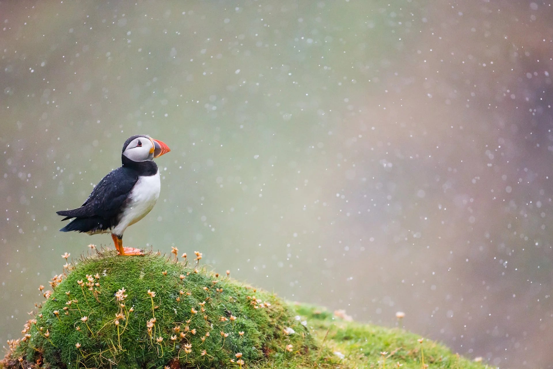 Puffin Clothes: Themed Tees vs Made for Puffin People – AukCliff®