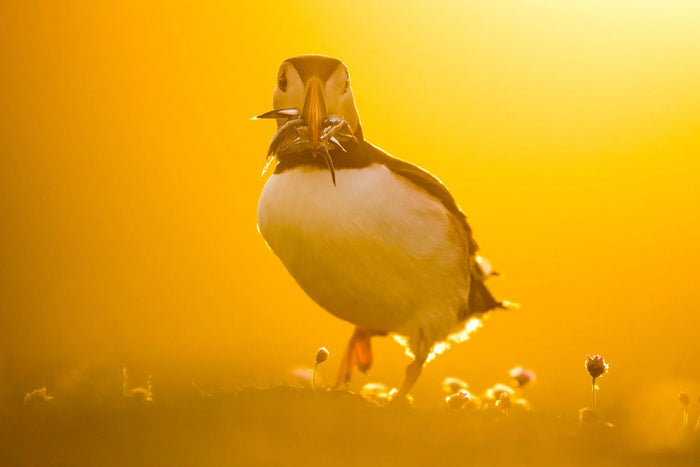 Puffin Watching: What to Wear, Where to Stand, and How Close You Can Actually Get