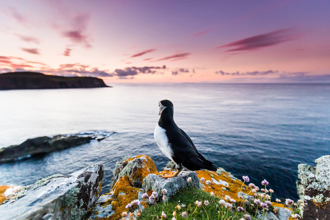 Best Places to See Puffins in 2026: Iceland, Scotland & Norway Guide