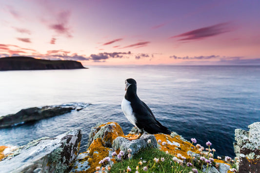 Best Places to See Puffins in 2026: Iceland, Scotland & Norway Guide