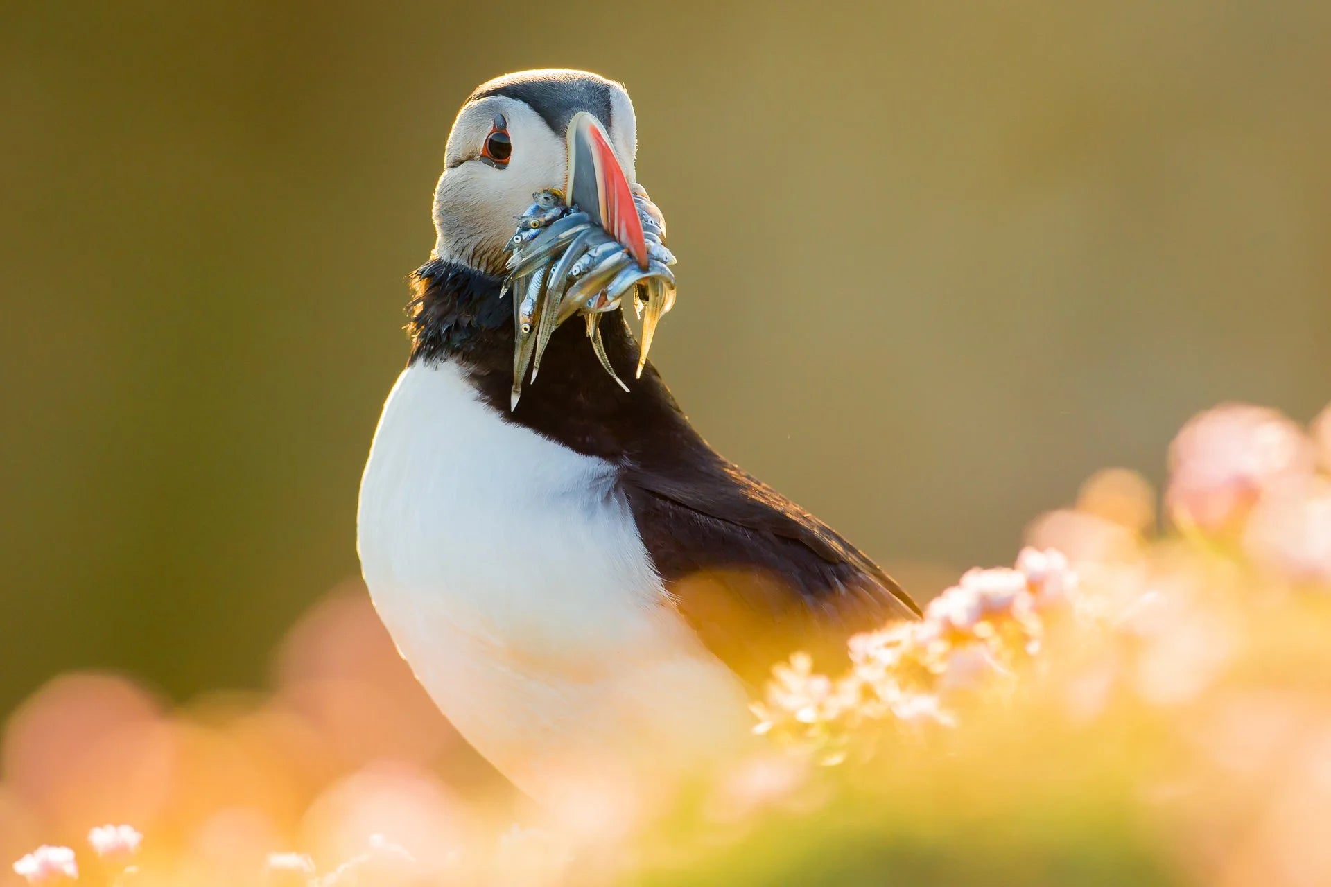 Atlantic puffin in flight captured by wildlife photographer Kevin Morgans