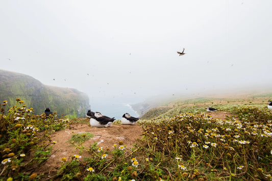 Puffin Season 2026: Where to See Them This Year