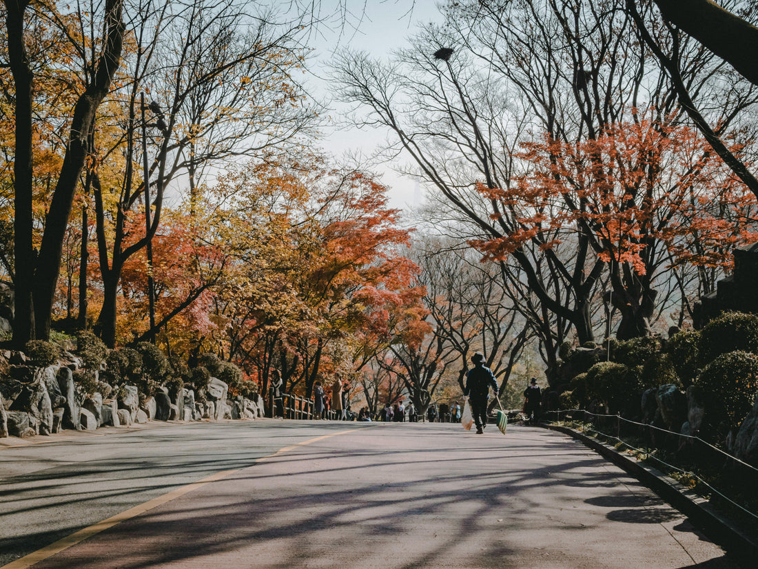 Serene autumn day walk through colorful foliage in Seoul's picturesque park.