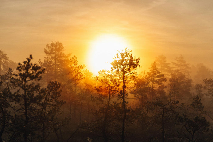 What to Wear for Sunrise Birdwatching and the Dawn Chorus