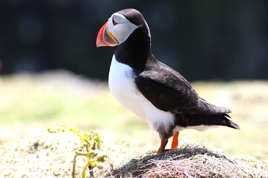 Puffin Clothing and Accessories: The Collector's Guide