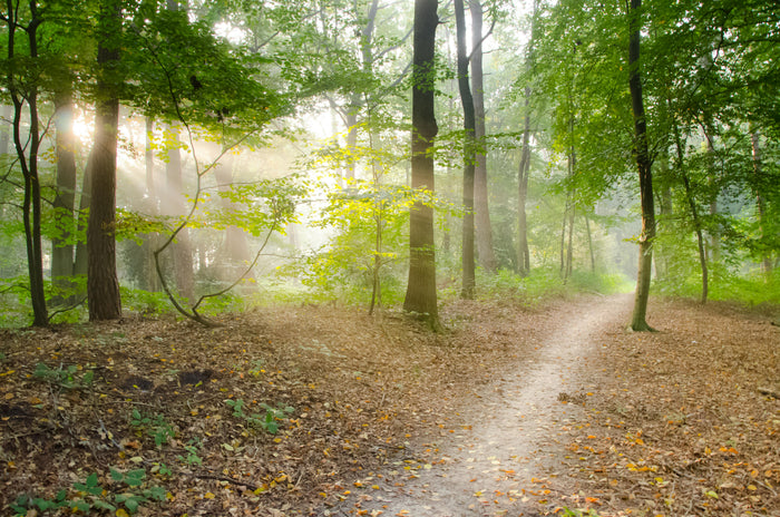 Mindful Hiking: Engaging Your Senses on the Trail