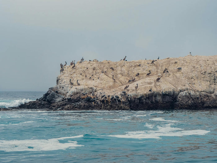 What Coastal Birders Actually Wear: A Field Guide to Cliff, Headland and Estuary Kit