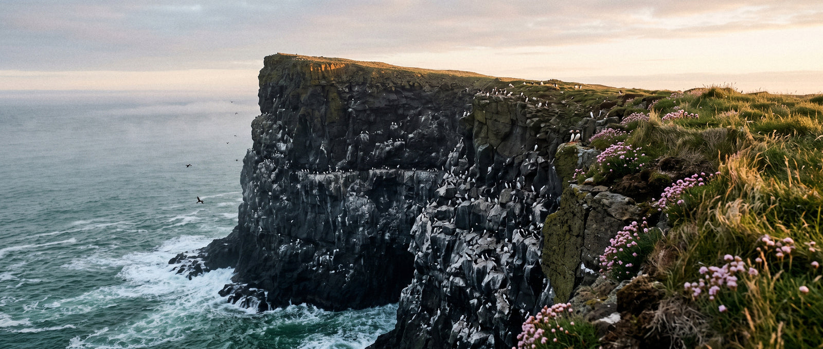 A North Atlantic seabird cliff at first light, puffins and guillemots along the ledges