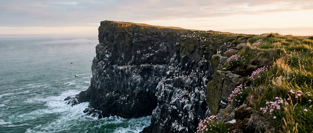 A North Atlantic seabird cliff at first light, puffins and guillemots along the ledges